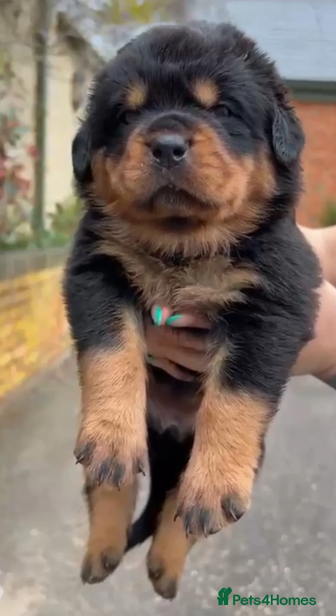Rottweiler dogs for stud: NEW Rottweiler Stud - UK 🇬🇧 KC REG - LITTER DUE - Advert 8