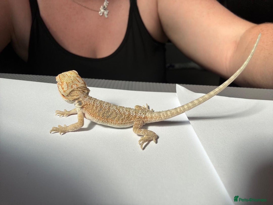 Bearded Dragon reptiles for sale: Baby beardies - Image 12