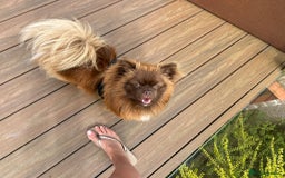 Pomeranian dogs for sale: 2 stunning boy Pomeranian pups ready in 1 week  - Image 14