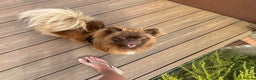 Pomeranian dogs for sale: 1 stunning rare markings Pom ready now  - Advert 14