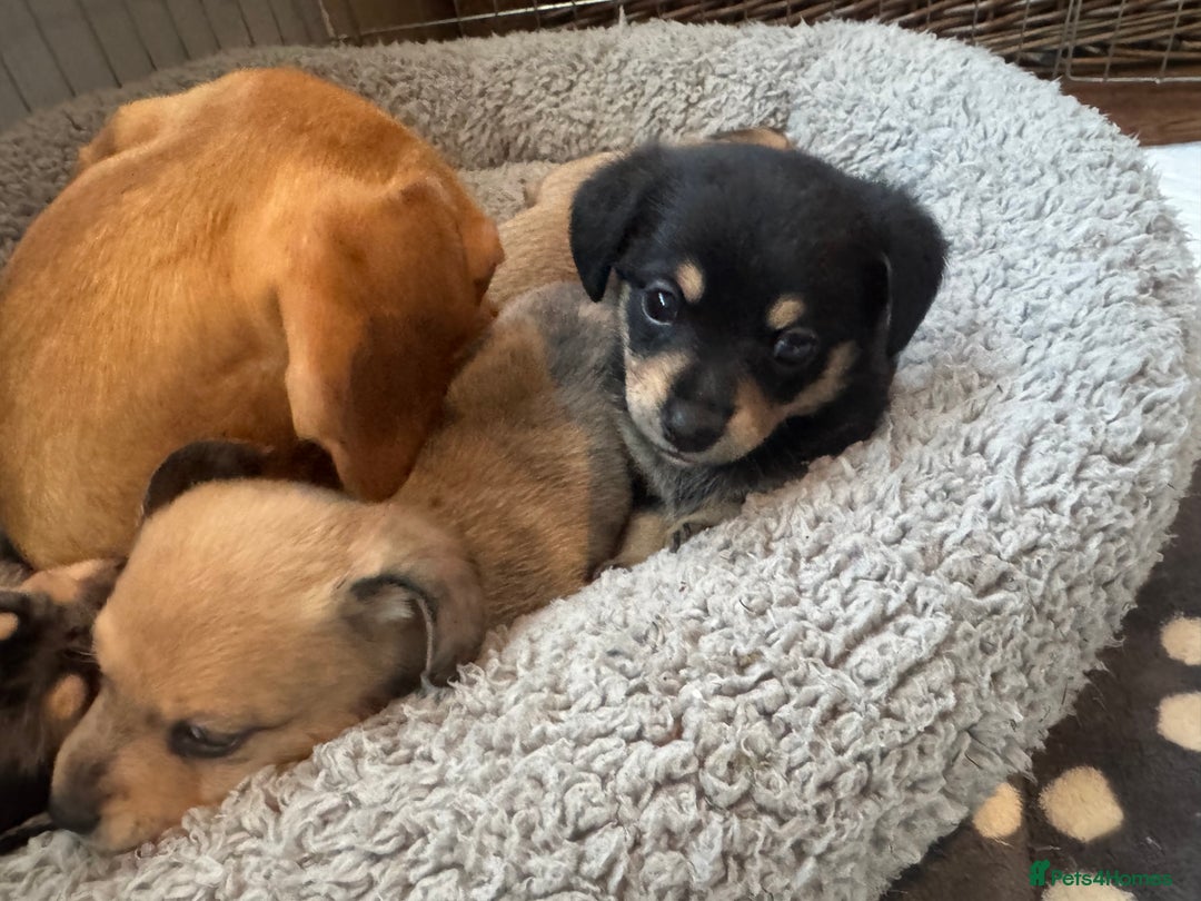 Mixed Breed dogs for sale: 4 beautiful miniature dachshund x Pomeranian pups  - Advert 4