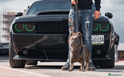 French Bulldog dogs for stud: 🧸🧸Full fluffy French bulldog🧸🧸 in Margate - Advert 2