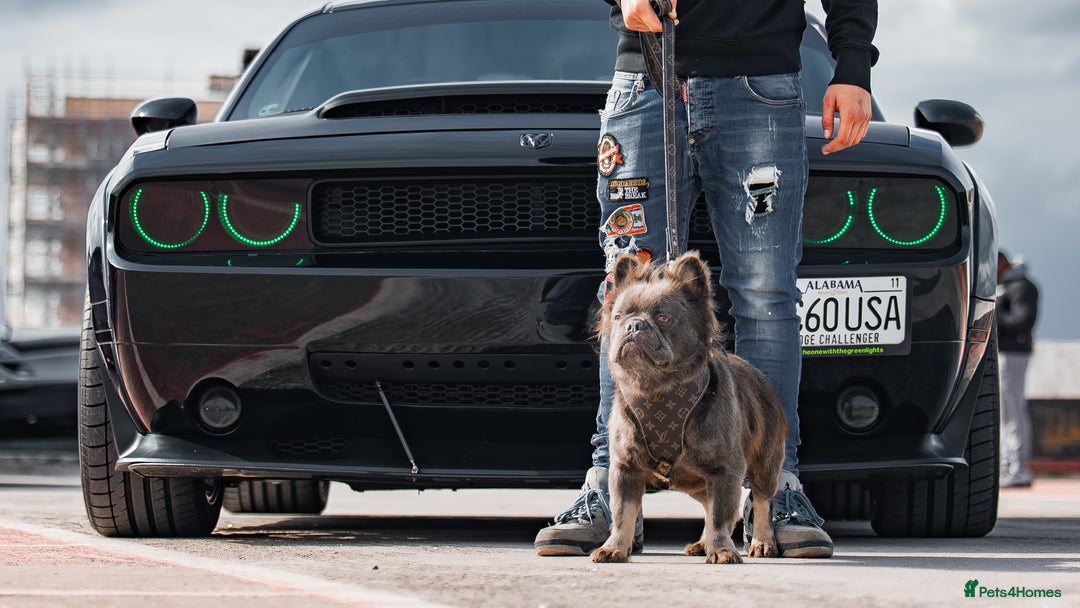 French Bulldog dogs for stud: 🧸🧸Full fluffy French bulldog🧸🧸 in Margate - Advert 2