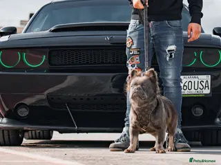 French Bulldog dogs 🧸🧸Full fluffy French bulldog🧸🧸 in Margate - Advert 17