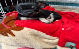Chihuahua dogs for sale: Little black male chihuahua puppy :)  - Image 1