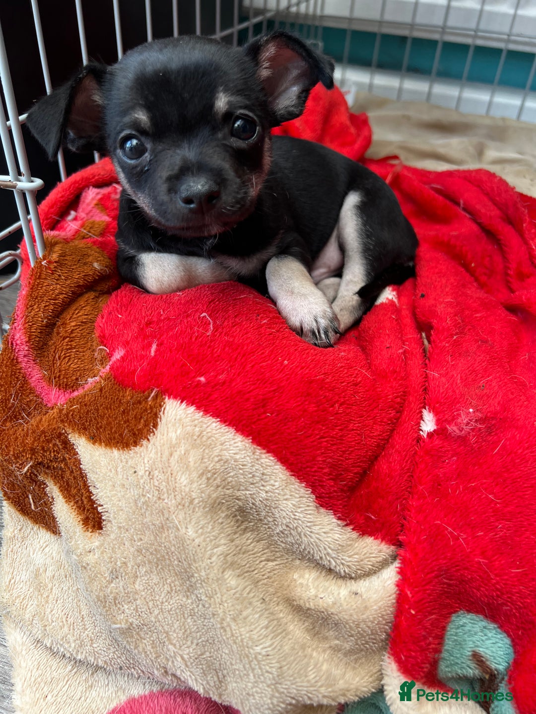 Chihuahua dogs for sale: Little black male chihuahua puppy :)  - Image 1