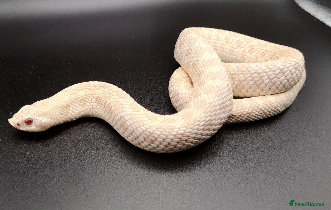 Snake reptiles for sale: 2.3 Adult Hognose Breeding Group (Mixed Morphs) - Image 3