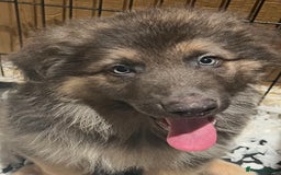 German Shepherd dogs for sale: German Shepherd Puppies Liver Isabella Blue Black  - Advert 22