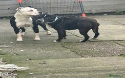 Staffordshire Bull Terrier dogs for sale: White staffy for sale  - Image 5