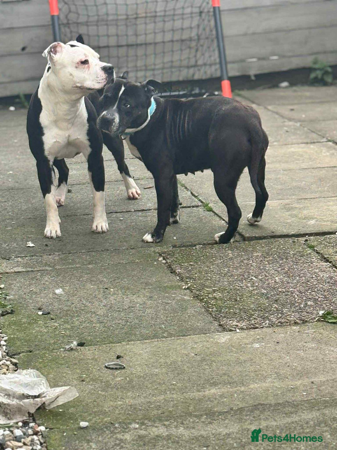Staffordshire Bull Terrier dogs for sale: White staffy for sale  - Image 5