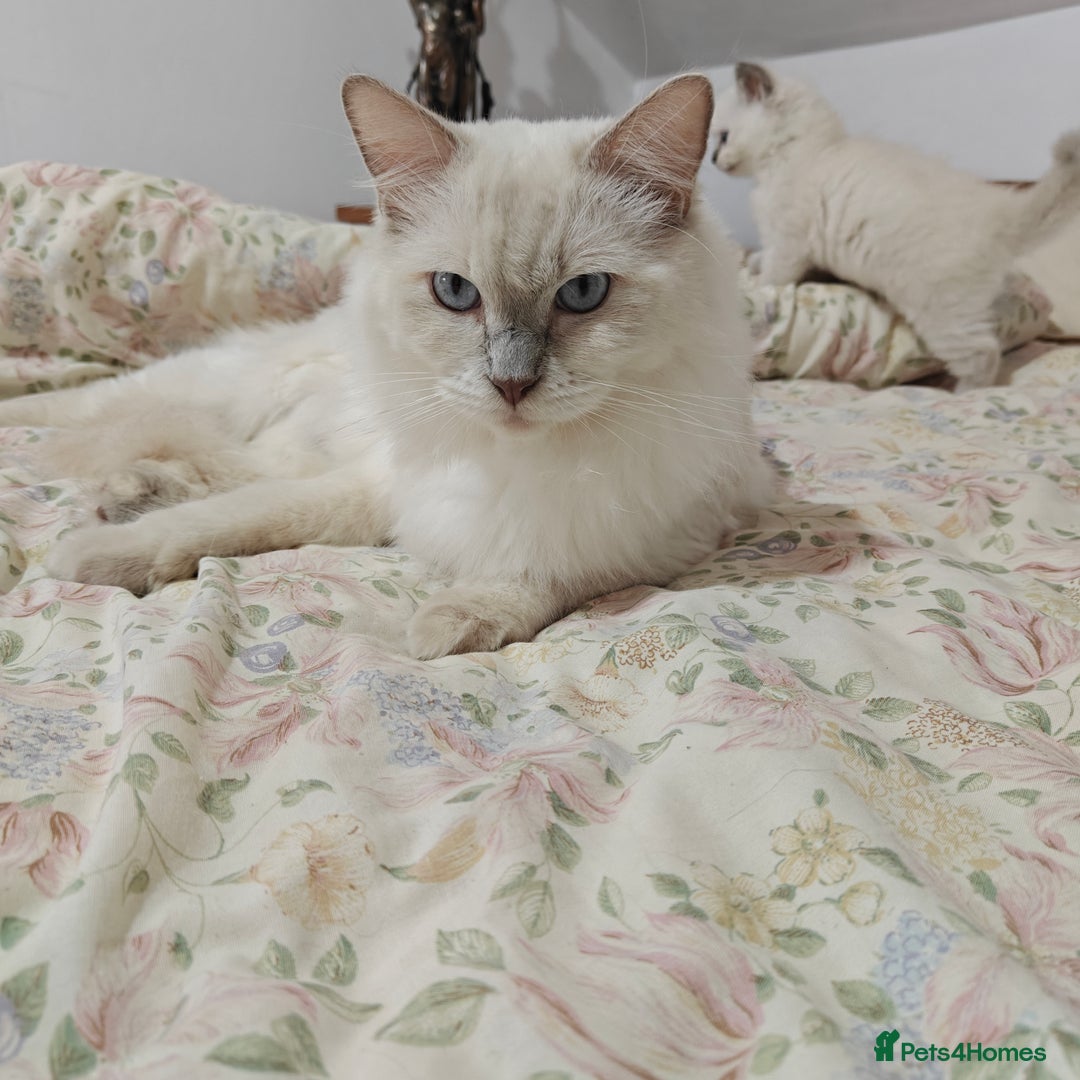 Ragdoll cats for sale: GCCF Ragdoll girls - Advert 7