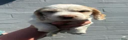 Cocker Spaniel dogs for sale: Cocker spaniel puppies from health tested parents  - Advert 5