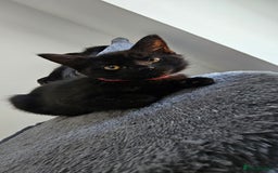 Mixed Breed cats for sale: 2 black famele kittens  - Image 7