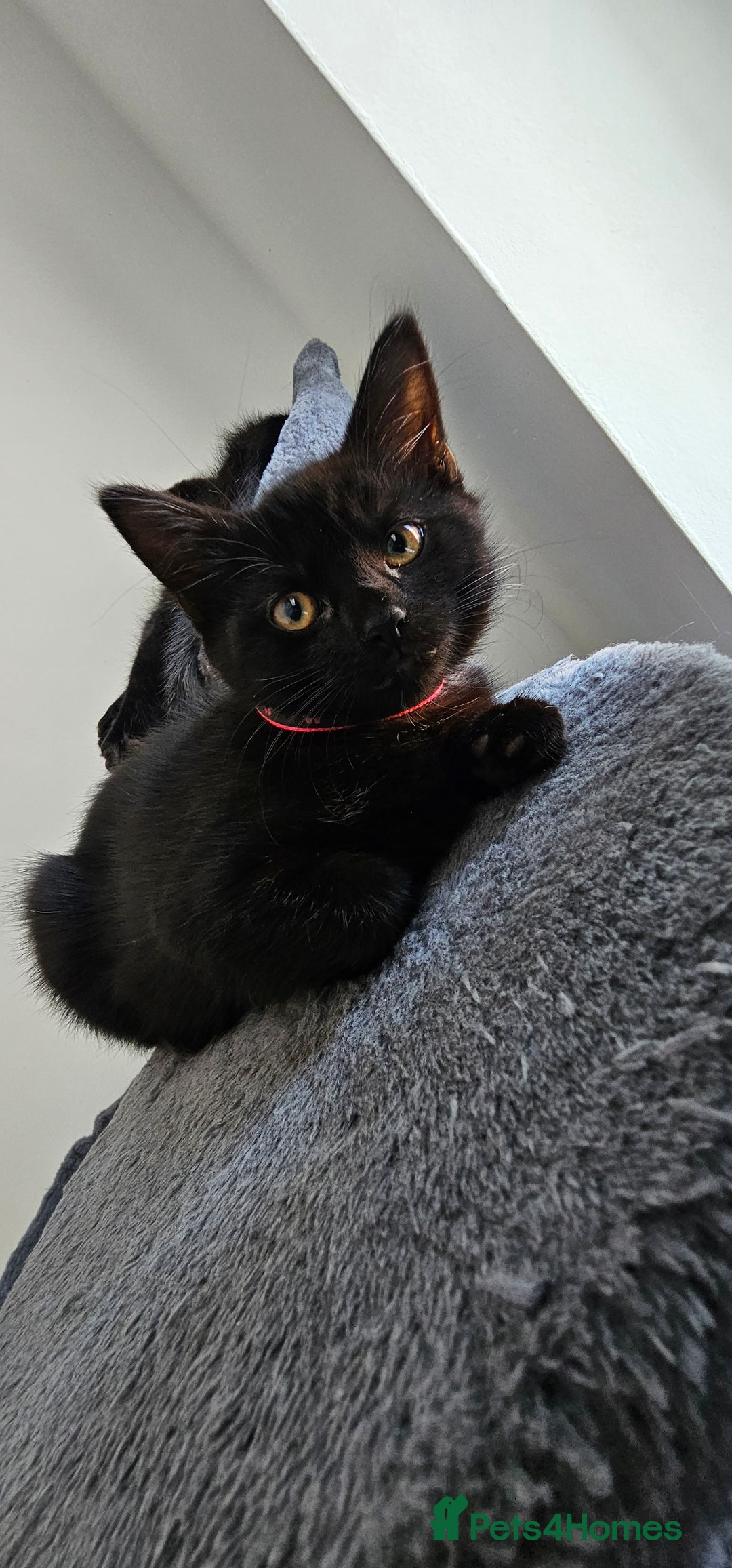 Mixed Breed cats for sale: 2 black famele kittens  - Image 7
