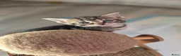 Bengal cats for sale: 4 Beautiful Bengal Kittens for Sale - Advert 2