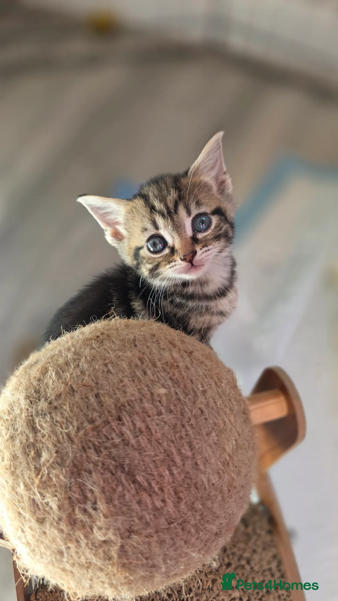 Bengal cats for sale: 4 Beautiful Bengal Kittens for Sale - Advert 2