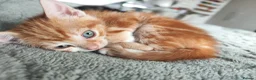 British Shorthair cats for sale: Kittens  - Advert 1