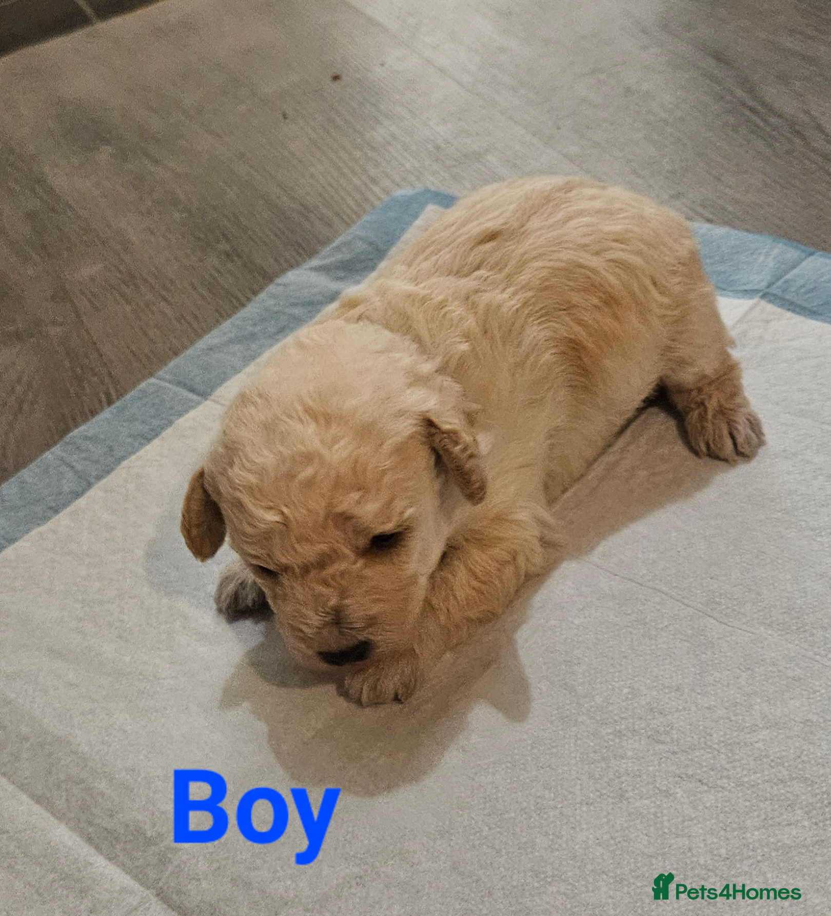 Schnoodle dogs Beautiful Schnoodle Puppies 🐶  - Advert 2