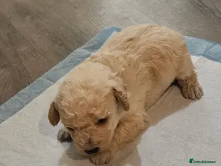 Schnoodle dogs Beautiful Schnoodle Puppies 🐶 - Advert 2