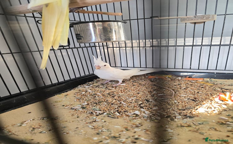 Cockatiels birds - Advert 4