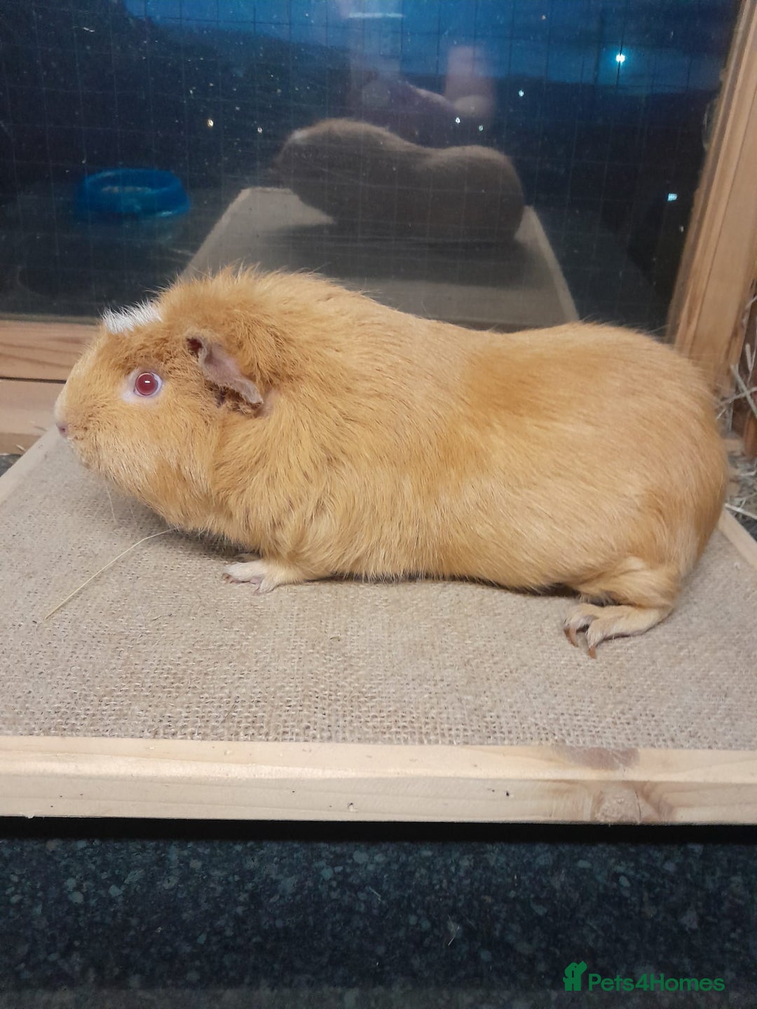 Guinea Pig rodents for sale: Male guinea pigs available  - Advert 1