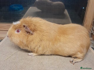 Guinea Pig rodents Male guinea pigs available - Advert 4