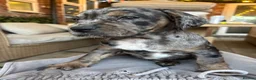 Mixed Breed dogs for sale: (Ready to leave)Cocker X Frenchie puppies in Northwich - Advert 23