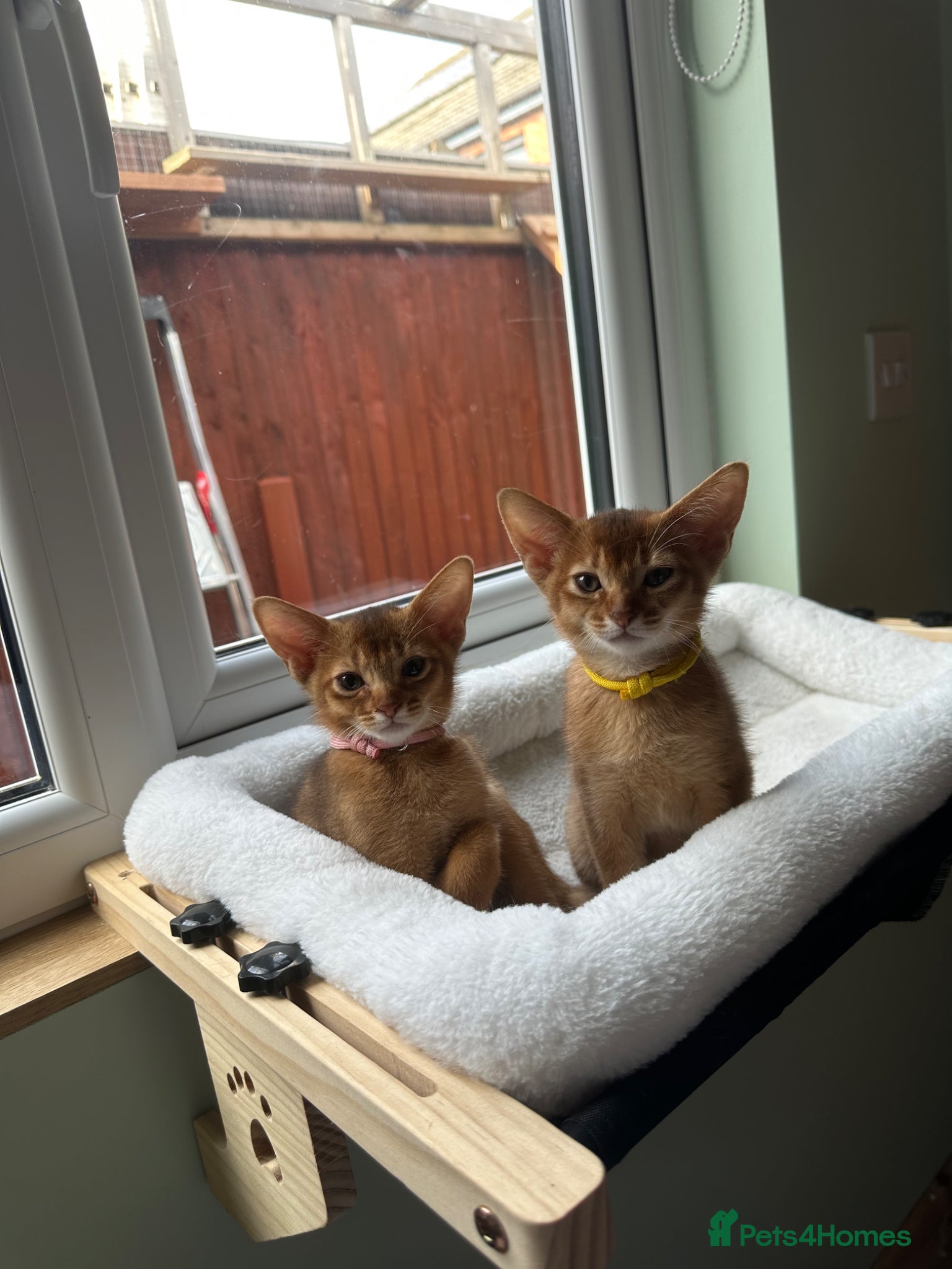 Abyssinian cats for sale: Abyssinian kittens  - Advert 12