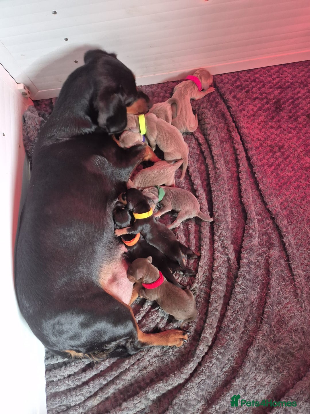 Dachshund dogs for sale: Beautiful dachshund puppies  - Image 9