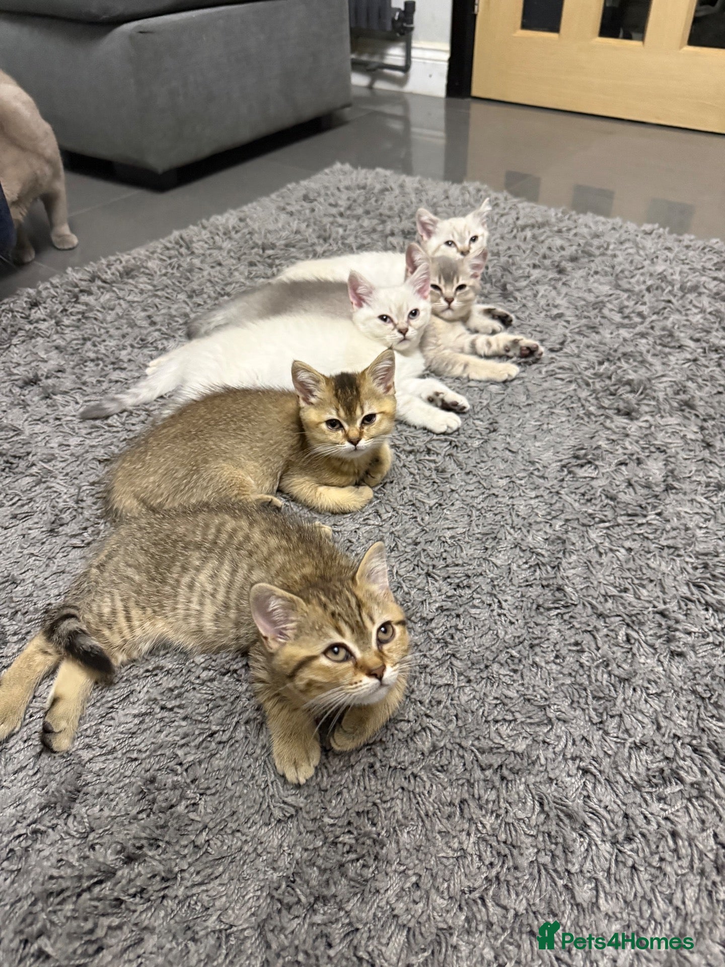 British Shorthair cats Amazing British Shorthair kitten - Advert 2