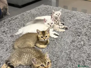 British Shorthair cats Amazing British Shorthair kitten - Advert 2