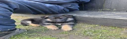 German Shepherd dogs for sale: Kc registered German shepherd puppies  - Advert 5