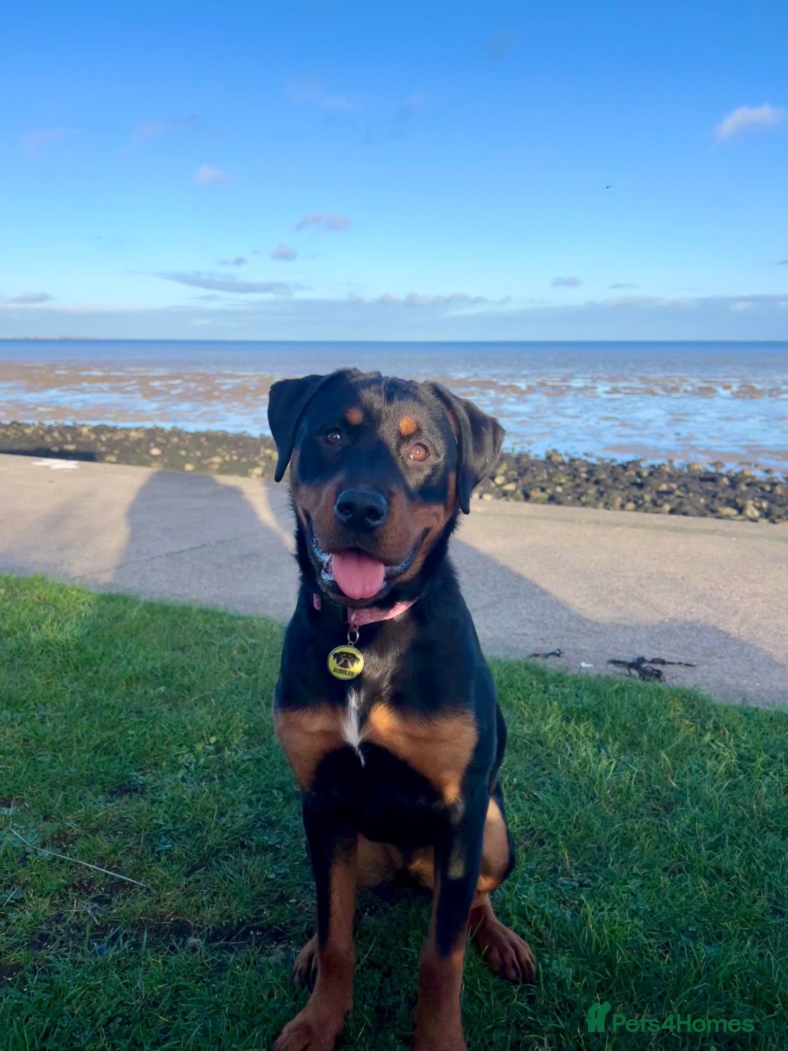 Rottweiler dogs Circumstance change  - Advert 3