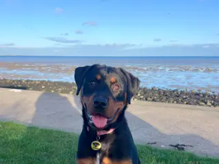 Rottweiler dogs Circumstance change - Advert 1