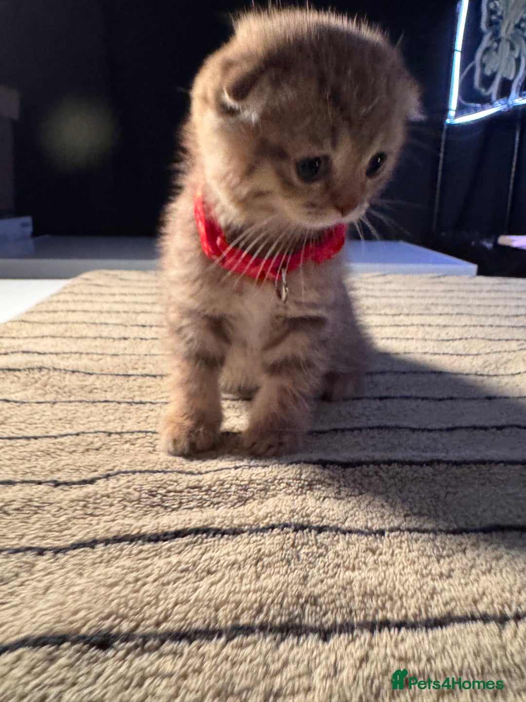 Scottish Fold cats for sale: ⭐️ Beautiful Scottish Folds ⭐️ - Image 13