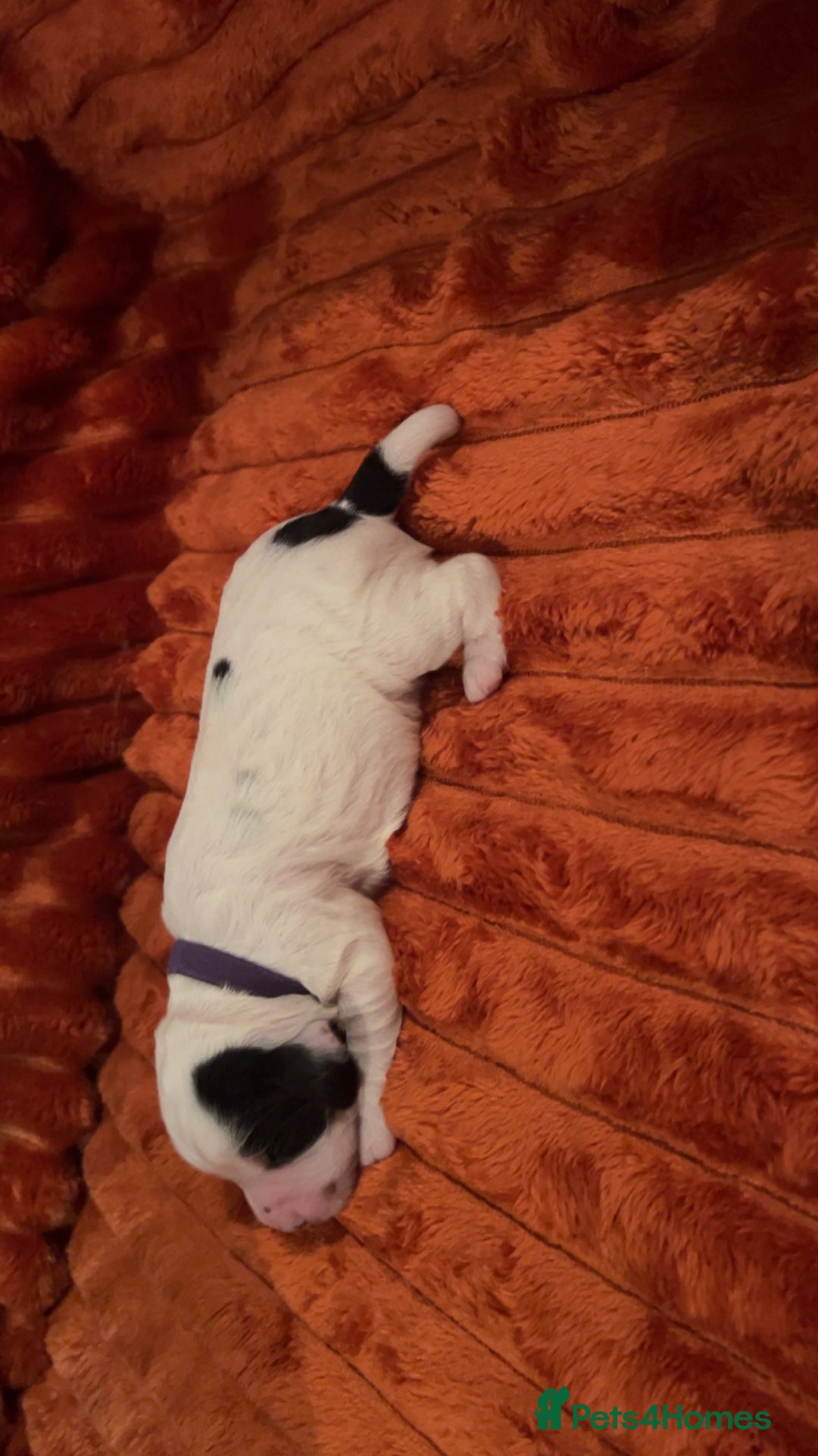 Cocker Spaniel dogs for sale: 4 Cocker spaniel puppy’s  - Advert 9