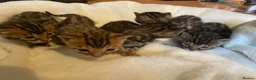 Bengal cats for sale: 5 Beautiful Bengal Brown Rosetted Kittens in London - Advert 14