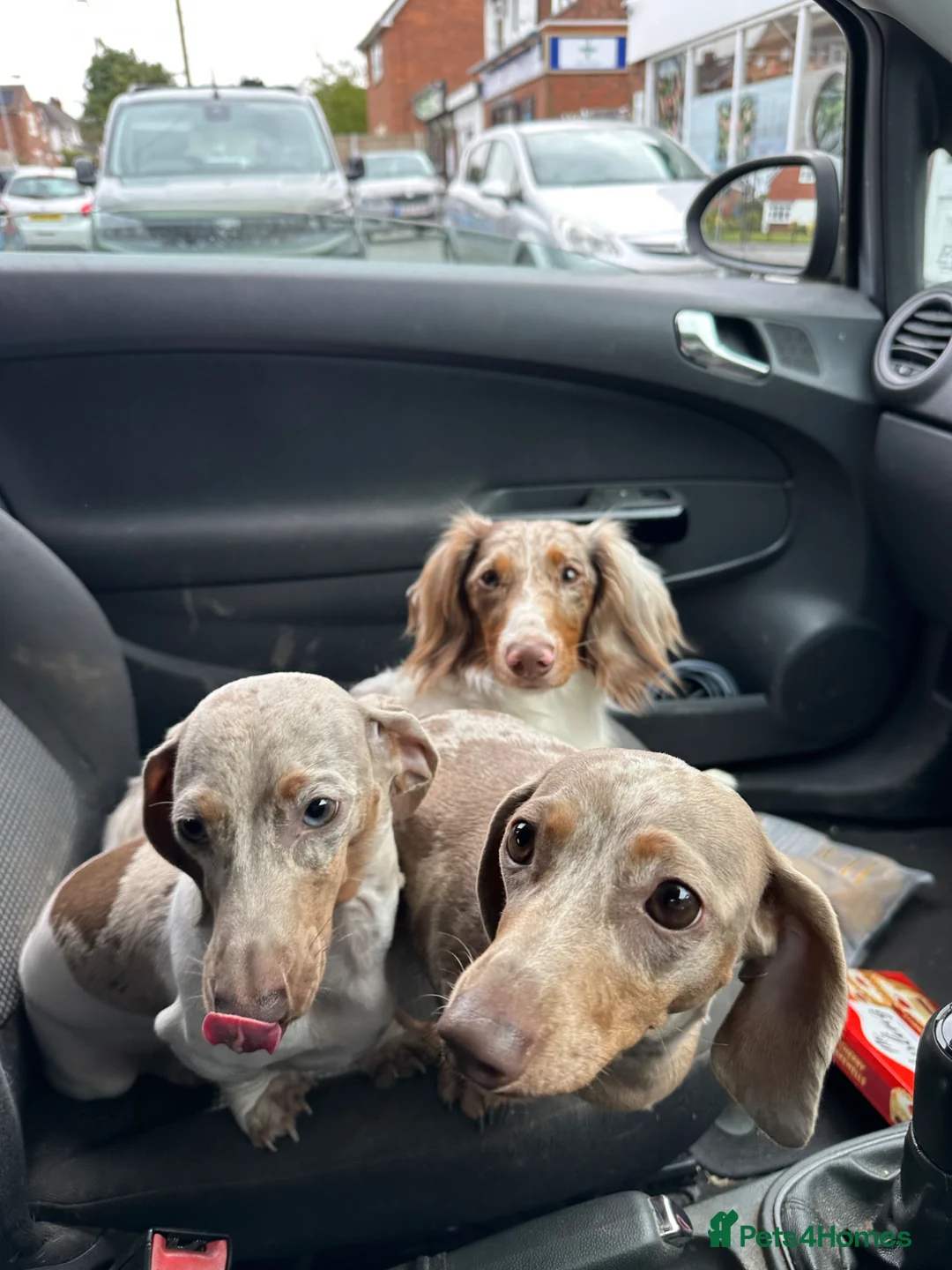 Dachshund dogs for stud: Proven stud in Wolverhampton - Advert 6