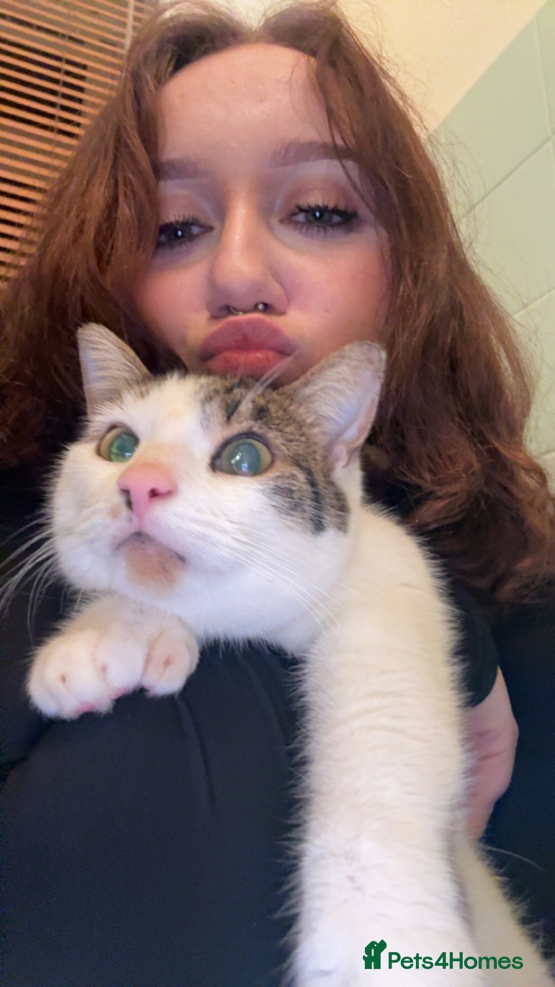 Mixed Breed cats for sale: Coco and snow  - Advert 3