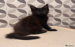 Maine Coon cats for sale: TICA registered purebred Maine Coon kittens - Image 9
