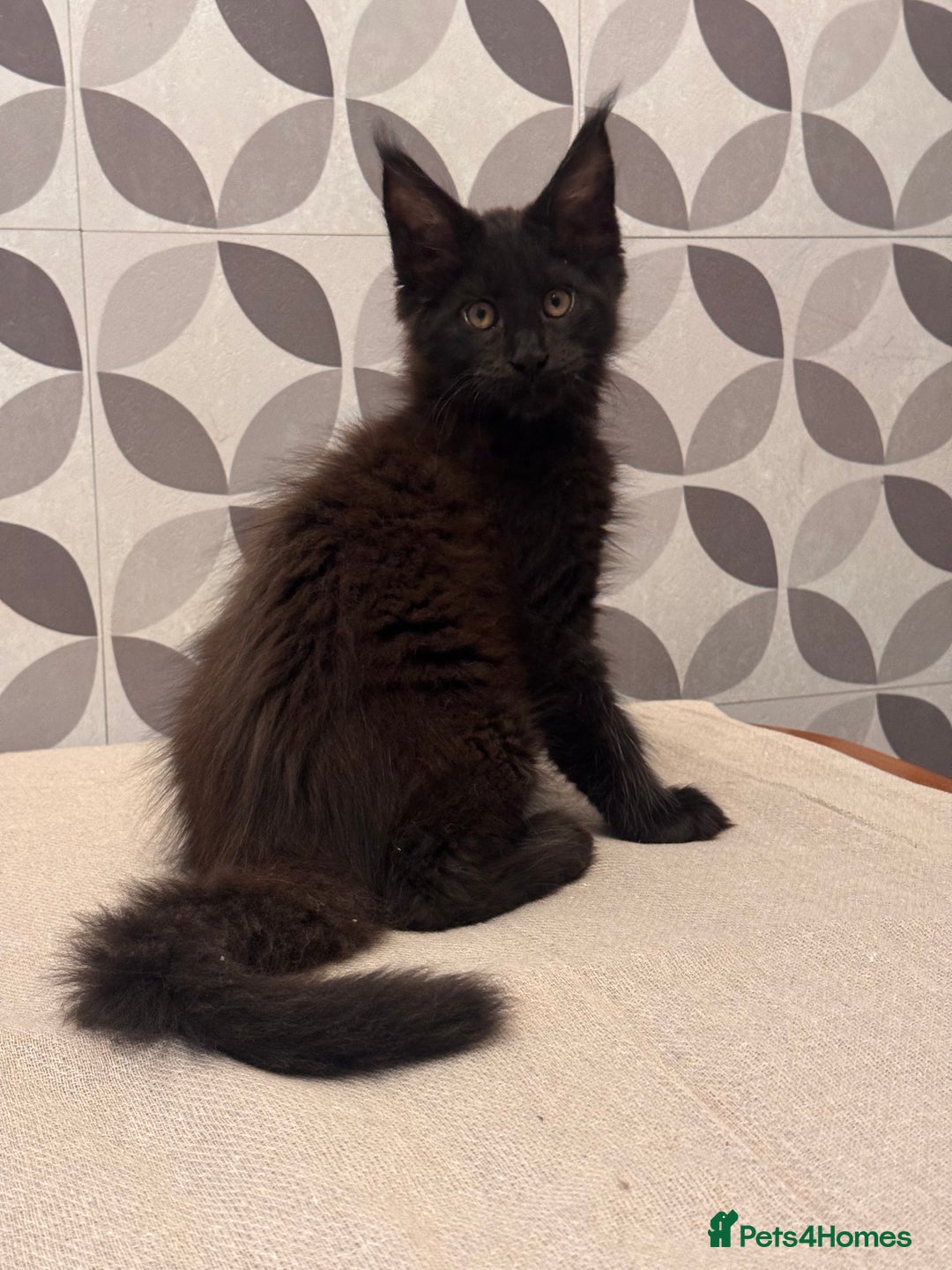 Maine Coon cats for sale: TICA registered purebred Maine Coon kittens - Image 9