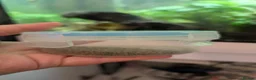 Tetras fish for sale: Well Established Fluval Fish Tank in Runcorn - Advert 9