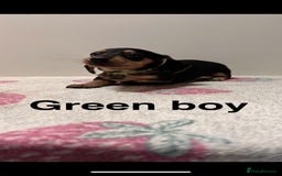 Dachshund dogs for sale: Dachshund pups  - Image 6