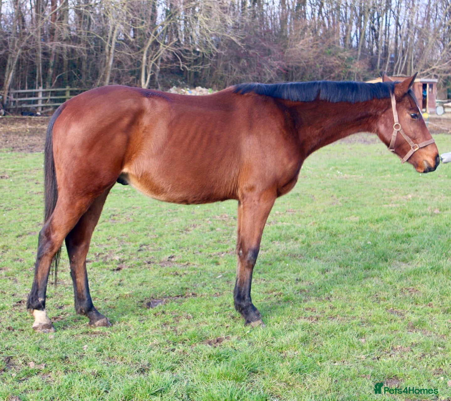 English Thoroughbred horses 15.2 unbroken project gelding  - Advert 1