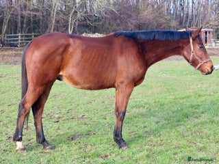 English Thoroughbred horses 15.2 unbroken project gelding - Advert 1