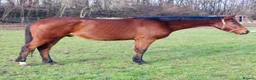 English Thoroughbred horses for sale: 15.2 unbroken project gelding  - Advert 1