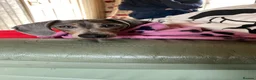 Dachshund dogs for sale: 2 year old Miniature Dachsund needs rehoming  in Lichfield - Advert 6