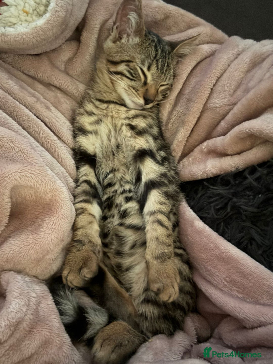 Bengal cats for sale: Guaranteed to be Cuddly *ready now*   - Advert 17