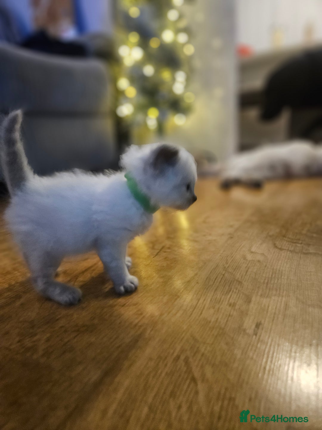 Ragdoll cats for sale: Baby girl and boy ragdoll kittens - Advert 10