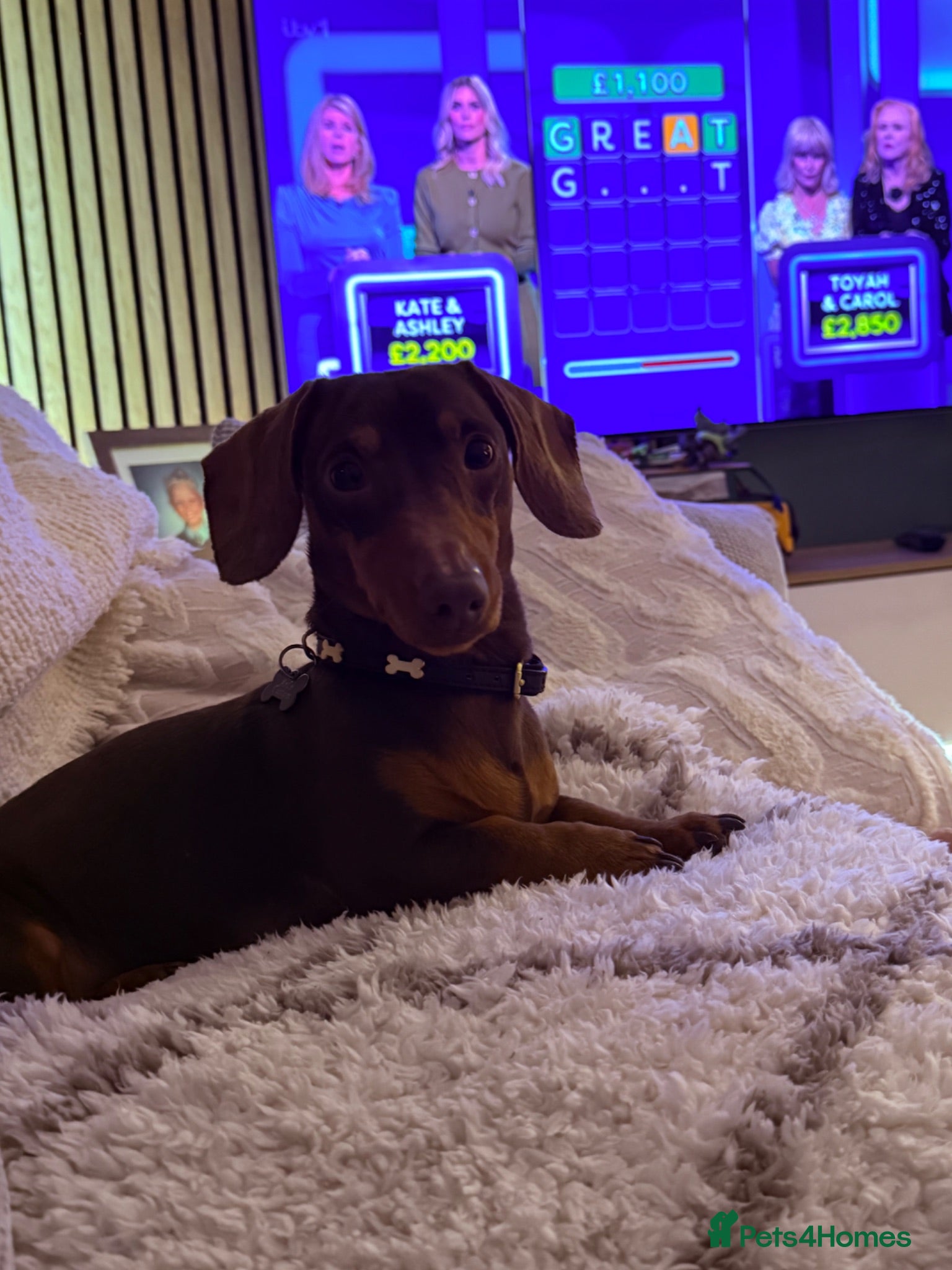 Miniature Dachshund dogs Miniature dachshund for stud  - Advert 1